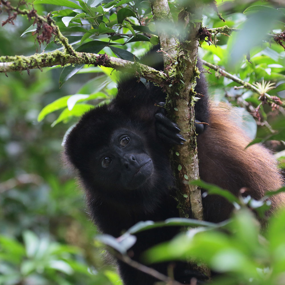 Mantled Howler Monkey